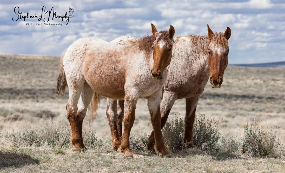 White Mountain HMA strawberry roan curly mustangs